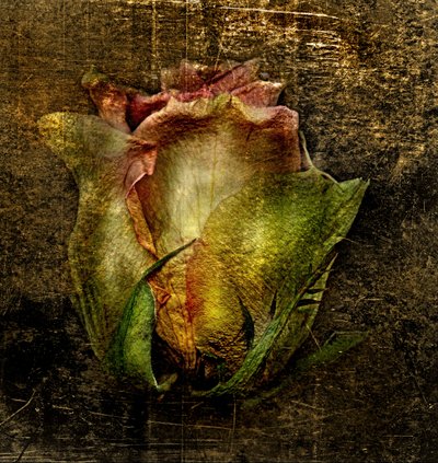 Artfloral -55 od Antonius Antonius