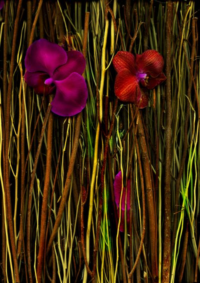 Květy č. 2, 2014 (foto) od Antonius Antonius