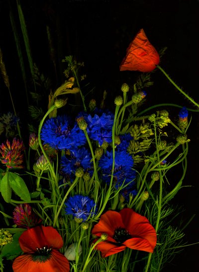 Originální kytice, 2025 (foto) od Antonius Antonius