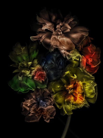 Květiny 13-1, 2025 (foto) od Antonius Antonius