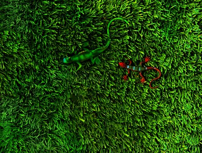 Grass-4;, 2014 (foto) od Antonius Antonius