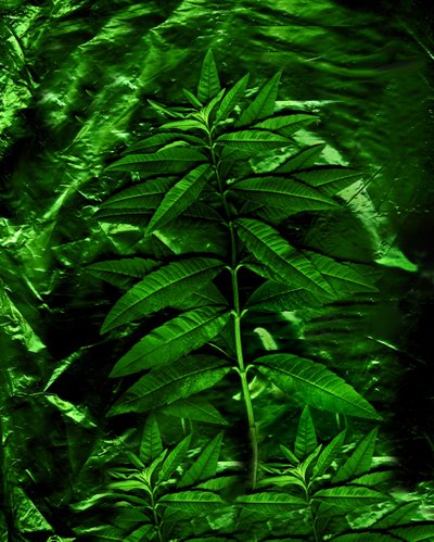 Green-4, 2009 (foto) od Antonius Antonius