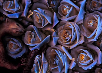 Kouzelná zahrada č. 31-2, 2019 (foto) od Antonius Antonius