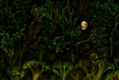 Kouzelný les v zahradě, 2011 (foto) od Antonius Antonius