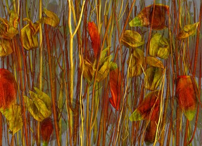 Tajemné dřevo, 2014 (foto) od Antonius Antonius