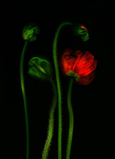 earthArt - mák, 2008 (foto) od Antonius Antonius