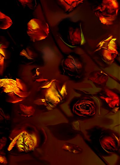 earthArt roses, 2008 (foto) od Antonius Antonius