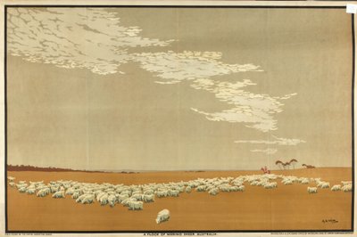 Hejno ovcí Merino - Austrálie, ze série 