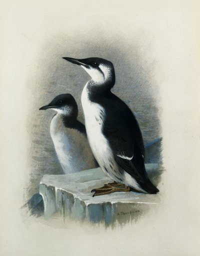 Brunnichův Guillemot od Archibald Thorburn