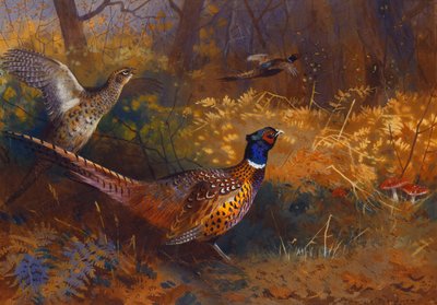 Bažant kohout a slepice na okraji lesa od Archibald Thorburn