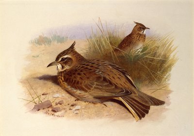 Skřivan chocholatý, Britští ptáci od Archibald Thorburn