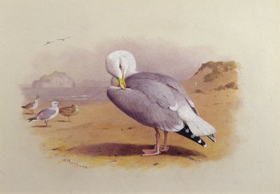 Racek na pláži s basovou skálou (akvarel) od Archibald Thorburn