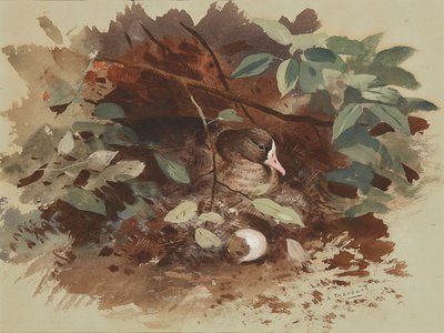 Hnízdící husa (akvarel na modrém papíře) od Archibald Thorburn