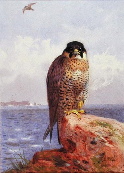 Sokol stěhovavý u moře od Archibald Thorburn