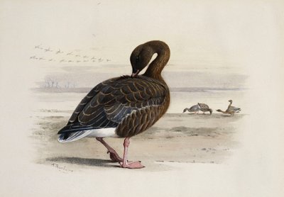 Husa růžová od Archibald Thorburn
