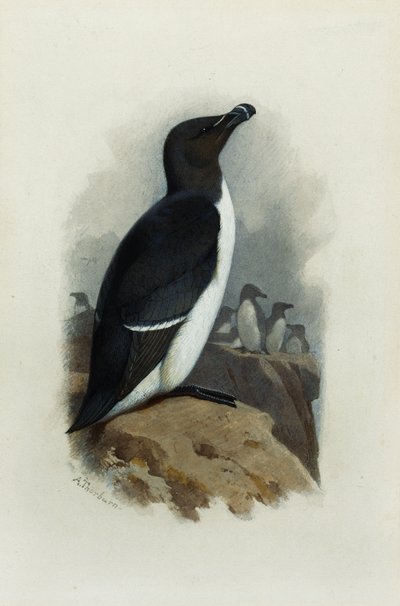 Razorbill od Archibald Thorburn
