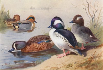 čírka zelenooká (samec a samice), kachna bufelec (samec a samice), čírka modrokřídlá (barevná litografie) od Archibald Thorburn