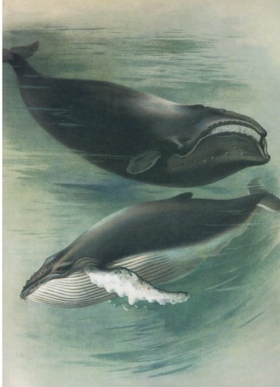 Atlantic White Whale a Humped Back Whale, z Thorburn