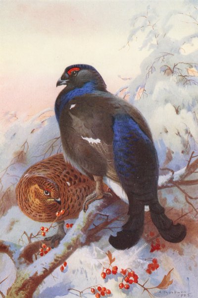 Tetřev hlušec (samec a samice) (barevná litografie) od Archibald Thorburn