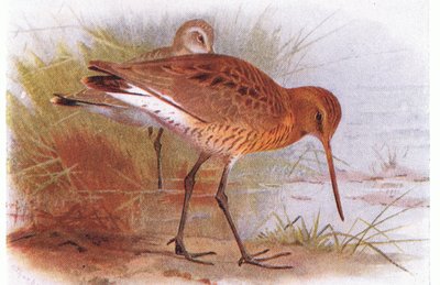 Black Tailed Godwit, od Birds of the British Isles and Their Eggs, vydal Frederick Warne & Co Ltd, 1958 od Archibald Thorburn