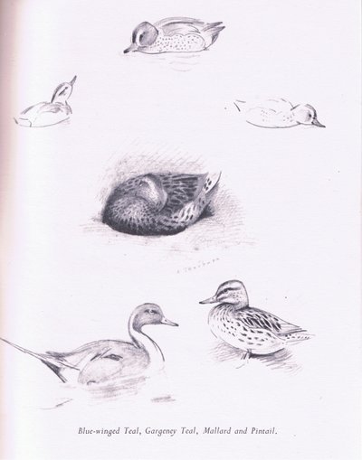 Modrá okřídlená, Garganey, Teal, Mallard a Pintail, 1938 od Archibald Thorburn