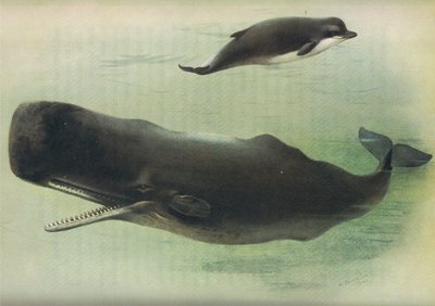 Velryba čumák a vorvaň, od Thorburns Mammals vydané Longmans and Co, c. 1920 od Archibald Thorburn