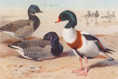 Husa brentská, kachna divoká (barevná litografie) od Archibald Thorburn