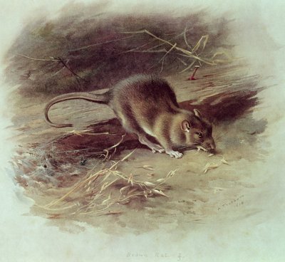 Krysa hnědá (Rattus norvegicus) 1918 od Archibald Thorburn