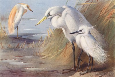 Volavka popelavá, volavka bílá, volavka malá (barevná litografie) od Archibald Thorburn