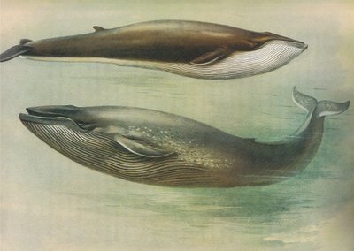 Common Rorqual, Sibbalds Rorqual nebo Blue Whale, z Thorburns Mammals vydané Longmans and Co, c. 1920 od Archibald Thorburn