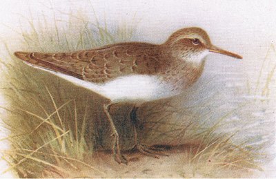 Sandpiper obecný, z Birds of the British Isles and Their Eggs, vydané Frederick Warne & Co Ltd, 1958 od Archibald Thorburn