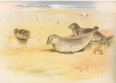 Common Seal, od Thorburns Mammals vydané Longmans and Co, c. 1920 od Archibald Thorburn