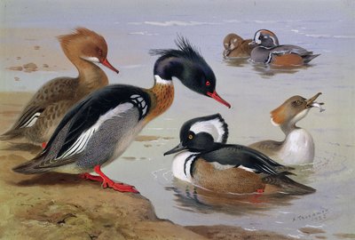 Kachny u jezera od Archibald Thorburn