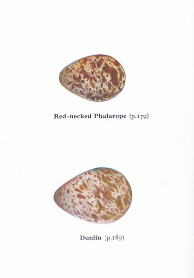 Eggs: Red Necked Phalarope and Dunlin, from Birds of the British Isles and Their Eggs vydané Frederick Warne & Co Ltd, 1958 od Archibald Thorburn