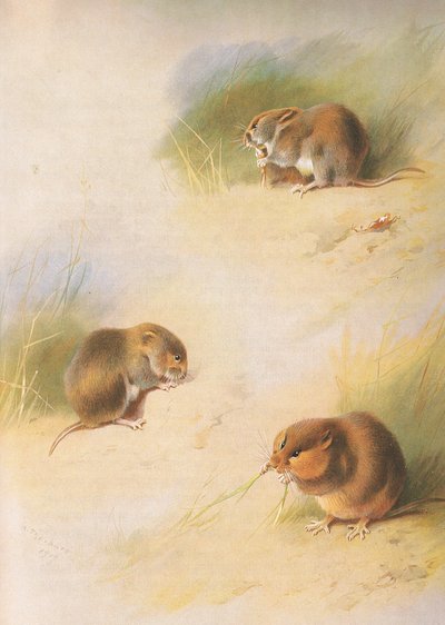 Field Vole, Bank Vole a Orkney Vole, od Thorburns Mammals vydané Longmans and Co, c. 1920 od Archibald Thorburn