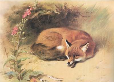 Fox with Foxgloves, od Thorburns Mammals vydané Longmans and Co, c. 1920 od Archibald Thorburn