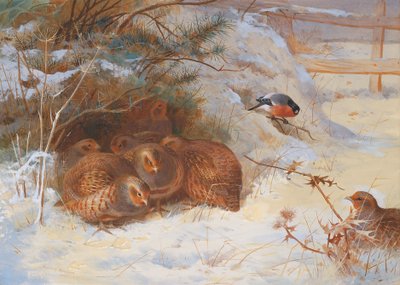 Mrazivé ráno, bažant v zimě od Archibald Thorburn
