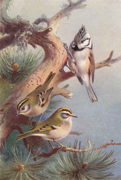Sýkora koňadra, Sýkora ohnivá, Sýkora koňadra (barevná litografie) od Archibald Thorburn