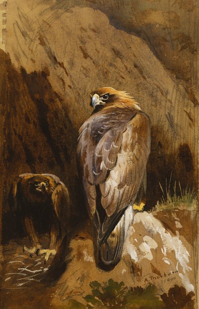 Zlatí orli v jejich hnízdě od Archibald Thorburn