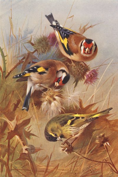 Zlatohlávek, sýček (barevná litografie) od Archibald Thorburn