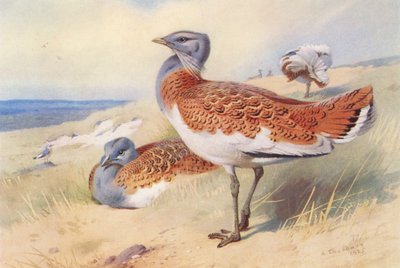 Drop velký (samec a samice) (barevná litografie) od Archibald Thorburn