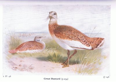 Drop velký, z Birds of the British Isles and Their Eggs vydal Frederick Warne & Co Ltd, 1958 od Archibald Thorburn