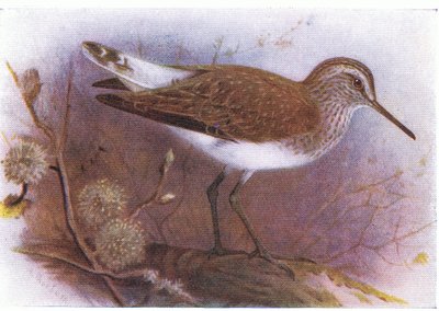 Green Sandpiper, from Birds of the British Isles and Their Eggs, vydané Frederick Warne & Co Ltd, 1958 od Archibald Thorburn