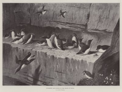 Guillemots a papuchalci na ostrově Handa od Archibald Thorburn