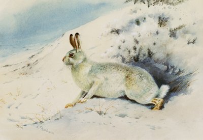 Zajíc od Archibald Thorburn