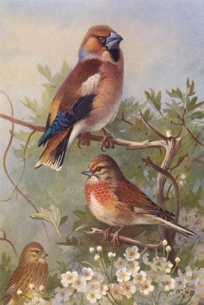 Jestřáb lesní, Linnet (samec a samice) (barevná litografie) od Archibald Thorburn