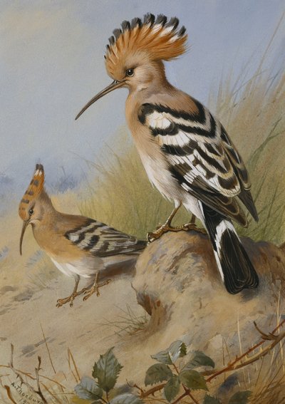 Dudci od Archibald Thorburn