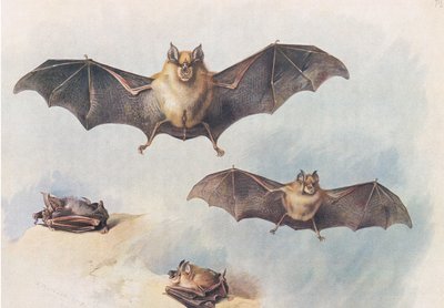 Vrápenec menší a vrápenec větší, od Thorburns Mammals vydané Longmans and Co, c. 1920 od Archibald Thorburn