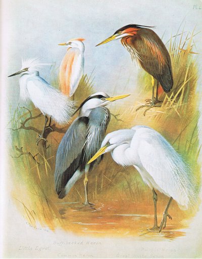 Volavka malá, volavka buffbacked, volavka obecná, volavka purpurová, volavka bílá, hospoda. od Book Club Associates, 1972 od Archibald Thorburn