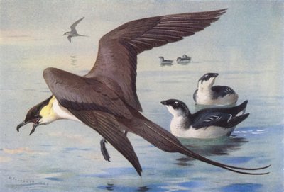 Skua dlouhoocasá, Auk malý (zima) (barevná litografie) od Archibald Thorburn